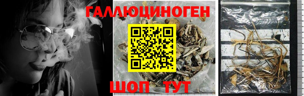 Тельмана  Галлюциногенные грибы GOLDEN TEACHER  Вход с VPN 